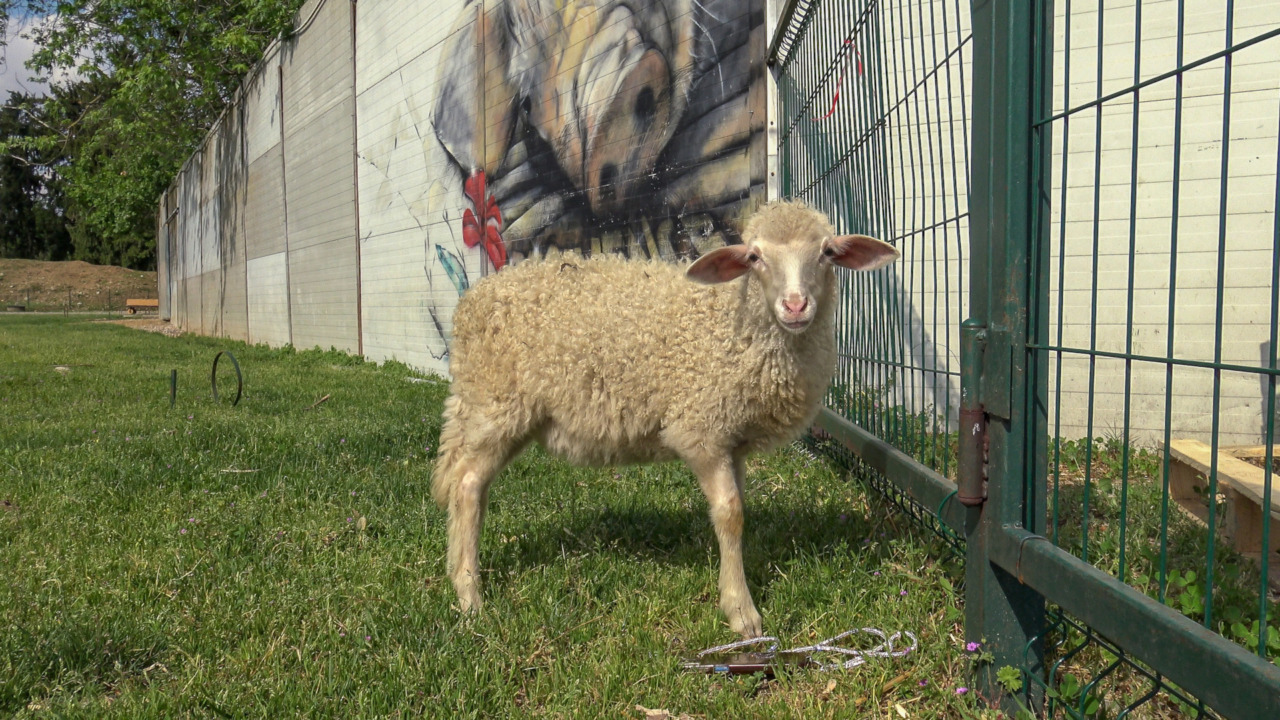 Anna l’agnellina: salvata e rinata grazie a Essere Animali