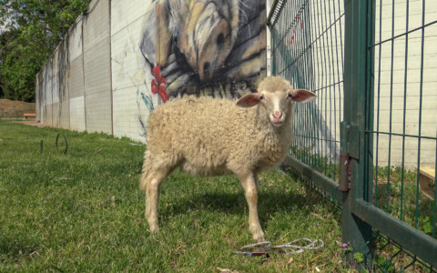 Anna l’agnellina: salvata e rinata grazie a Essere Animali