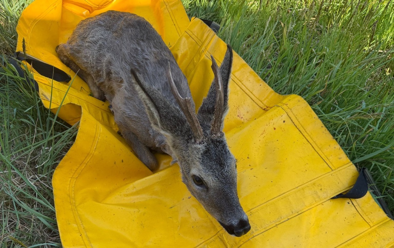 Salvato un cucciolo di cerbiatto a Turbigo dai Vigili del Fuoco