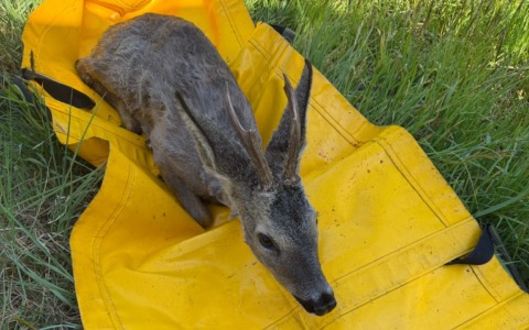 Salvato un cucciolo di cerbiatto a Turbigo dai Vigili del Fuoco