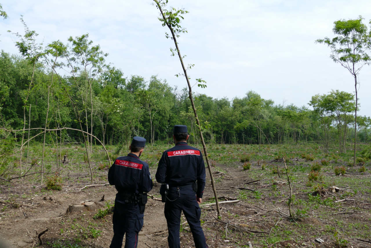 Sanzionata un’impresa per il taglio illegale di 2mila metri quadri di bosco a Villa Cortese