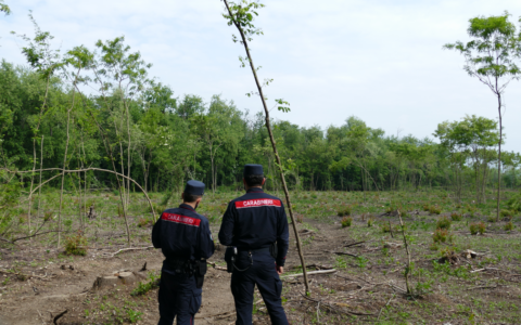 Sanzionata un’impresa per il taglio illegale di 2mila metri quadri di bosco a Villa Cortese