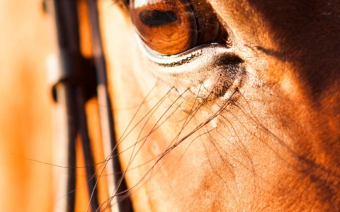 La Lav critica il Palio: “No all’uso degli animali per spettacolo”