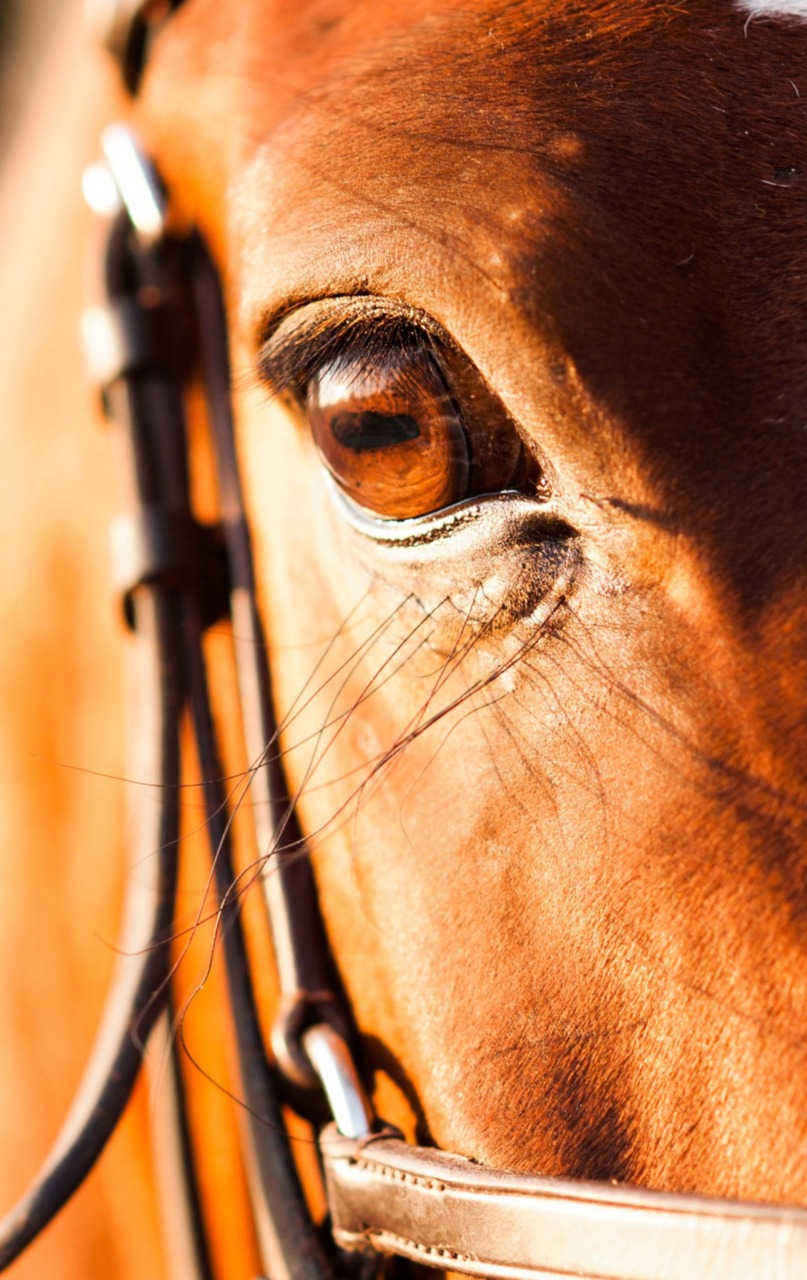La Lav critica il Palio: “No all’uso degli animali per spettacolo”