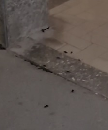 Proteste per l’invasione di scarafaggi a San Vittore Olona