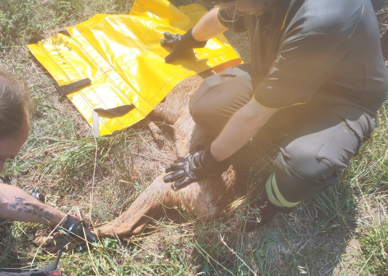 Salvato capriolo nel Ticino dai Vigili del fuoco