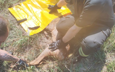 Salvato capriolo nel Ticino dai Vigili del fuoco