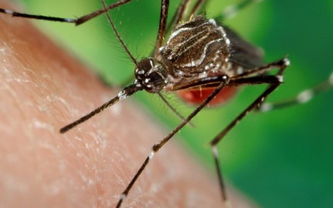Dengue a Nerviano: il sindaco chiarisce la situazione