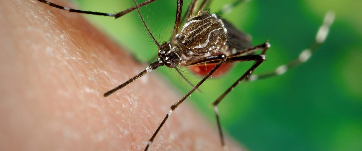 Dengue a Nerviano: il sindaco chiarisce la situazione