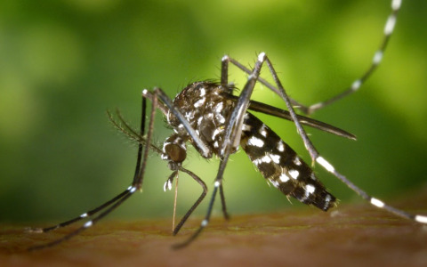 Parabiago: caso sospetto di Dengue si è concluso con esito negativo