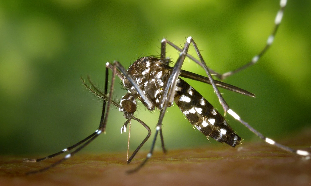 Parabiago: caso sospetto di Dengue si è concluso con esito negativo