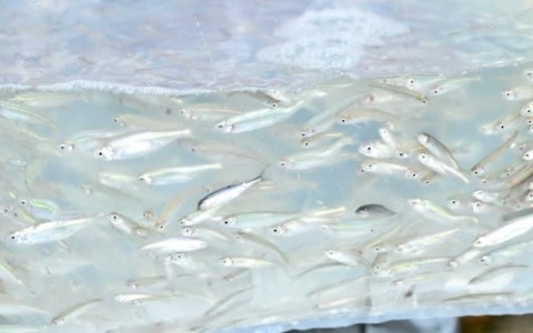 Rilasciate 2.500 alborelle nei fiumi lombardi